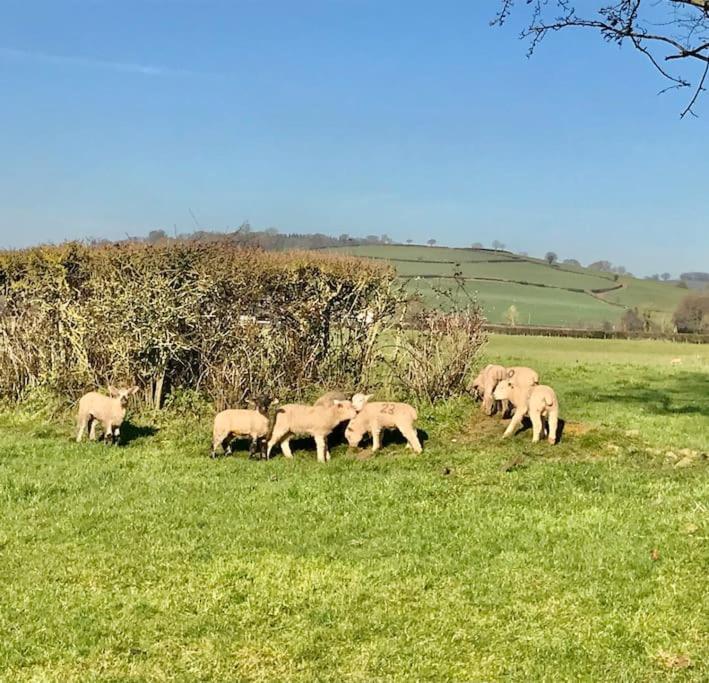 Rural Devon Retreat In Stunning Exe Valley. إكزيتر المظهر الخارجي الصورة